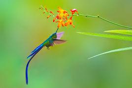 長尾蜂鳥 長尾蜂鳥