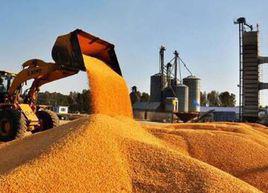 玉米深加工 玉米深加工