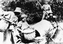 春蠶[鱗翅目昆蟲]