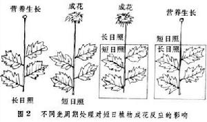 光周期現象（植物）