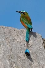 尼加拉瓜擬八哥 尼加拉瓜擬八哥