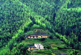 馬安竹海 馬安竹海