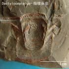 南京三瘤蟲 南京三瘤蟲