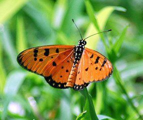 斑珍蝶