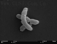 丙酸桿菌 丙酸桿菌