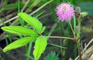 巴西含羞草(原變種) 巴西含羞草(原變種)
