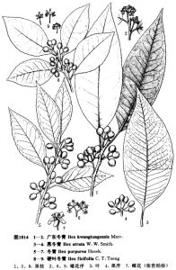 黑果冬青 黑果冬青