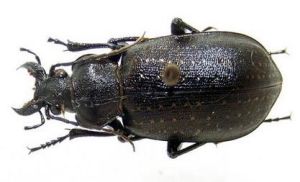 東方星步甲 東方星步甲