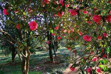 重慶南山植物園