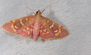 艷瘦翅野螟 艷瘦翅野螟