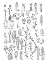 理縣虎耳草 理縣虎耳草