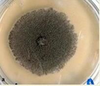 塔賓麴黴菌 塔賓麴黴菌