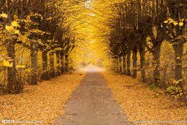 如三秋兮 如三秋兮