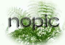 倒心葉盾翅藤 倒心葉盾翅藤