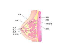 乳房棘球蚴病 乳房棘球蚴病