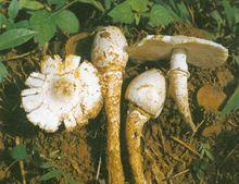 純白乳頭蓋白蟻傘