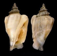 缺刻黑嘴鳳凰螺 缺刻黑嘴鳳凰螺