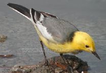 包氏旋木鵯 包氏旋木鵯