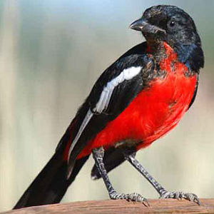 紅胸黑鵙