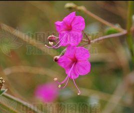 瀾滄粘腺果 瀾滄粘腺果