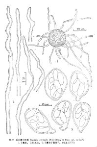 淫羊藿白粉菌 淫羊藿白粉菌
