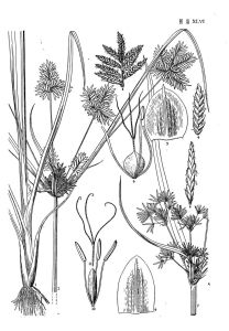 毛軸莎草墨線圖