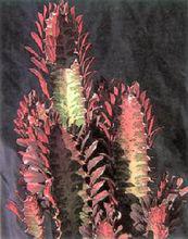 龍骨[大戟科植物]