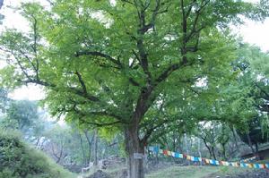 濟南普門禪寺千年銀杏樹