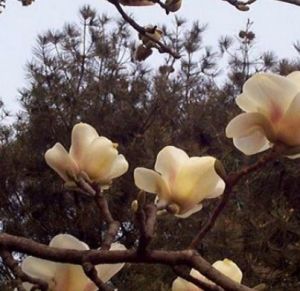 馨香玉蘭 馨香玉蘭