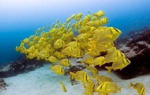 卡伯&middot;普爾默國家公園內，一群巴拿馬石鱸穿過珊瑚礁。