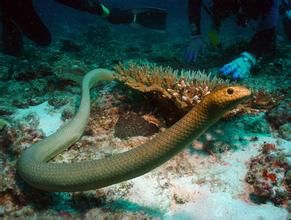 棘鱗海蛇