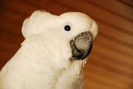 雨傘巴丹鸚鵡 雨傘巴丹鸚鵡
