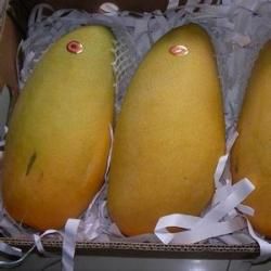 金穗芒芒果 金穗芒芒果