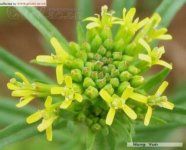 小花糖芥 小花糖芥