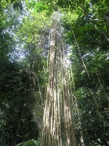 尖峰嶺熱帶雨林
