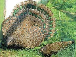 海南灰孔雀雉 海南灰孔雀雉