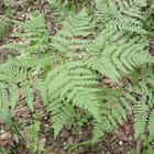 華北蹄蓋蕨 華北蹄蓋蕨