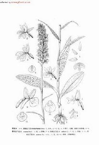 紅門蘭屬 紅門蘭屬