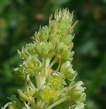 黃木犀草 黃木犀草