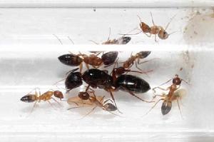 黃斑弓背蟻 黃斑弓背蟻