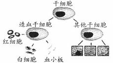 HLA血型系統 HLA血型系統
