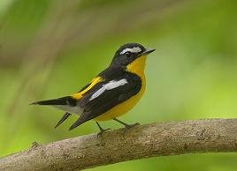 白眉姬鶲 白眉姬鶲