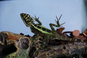 宜賓龍蜥 宜賓龍蜥