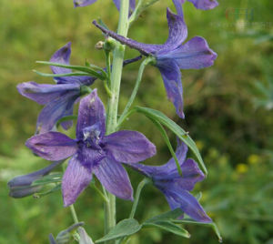 唇花翠雀 唇花翠雀