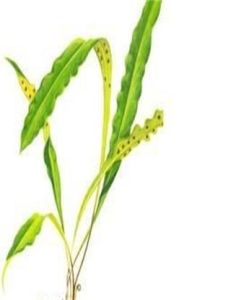 小旋雞尾 小旋雞尾