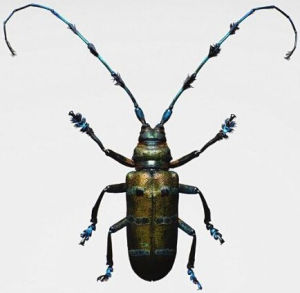 細點音天牛 細點音天牛