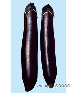 9318長茄 9318長茄