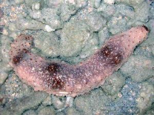 棕環海參 棕環海參