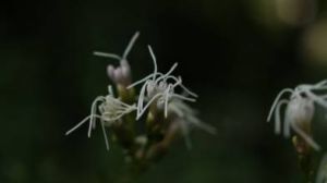 白頭婆三裂葉變種 白頭婆三裂葉變種