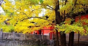 雕窩村民俗旅遊村 雕窩村民俗旅遊村